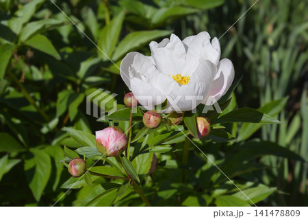 White Peony 141478809