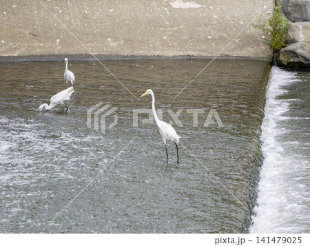 川の堰で魚を狙うダイサギとコサギ 川の堰で魚を狙うダイサギとコサギ 141479025