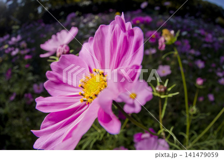 コスモス畑にコスモスの花が咲いています。　ピンク色のコスモスのクローズアップ写真です。 141479059