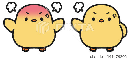 怒っているヒヨコのイラストセット 怒っているヒヨコのイラストセット 141479203