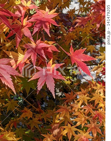 晩秋の紅葉 モミジの葉 晩秋の紅葉 モミジの葉 141479205