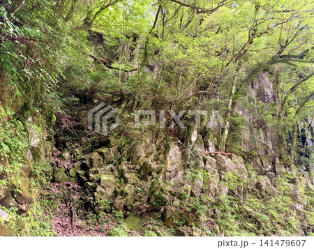 宮崎県高千穂町の高千穂峡で見られる真名井の滝と見事な柱状節理の渓谷風景 宮崎県高千穂町の高千穂峡で見られる真名井の滝と見事な柱状節理の渓谷風景 141479607