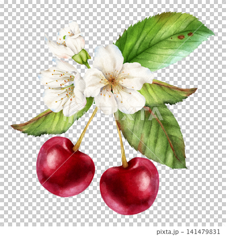Watercolor Cherry Blossom Branch with Ripe Cherries Botanical Clipart Watercolor Cherry Blossom Branch with Ripe Cherries Botanical Clipart 141479831