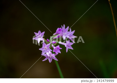 花 フラワー お花 141479999