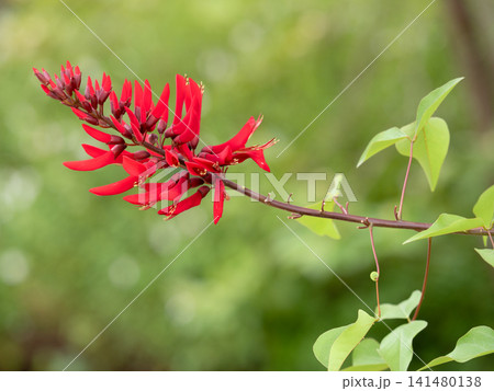 赤色の花を咲かせるサンゴシトウ 141480138