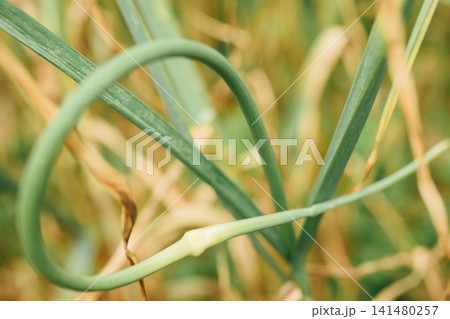 Garlic Scape Growing in a Garden	 141480257