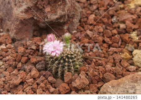 Pink flowering cactus in red volcanic rock Pink flowering cactus in red volcanic rock 141480265