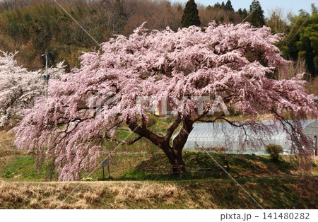 保存樹木・芳水の桜満開 保存樹木・芳水の桜満開 141480282