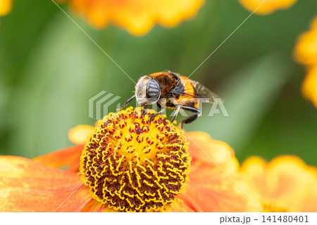 オオハナアブが花の蜜を集めるマクロ写真 オオハナアブが花の蜜を集めるマクロ写真 141480401