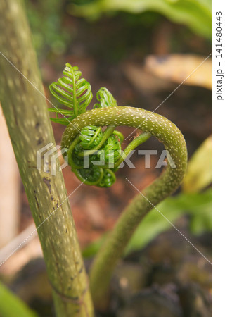 Unfurling Fern Frond in a Garden Unfurling Fern Frond in a Garden 141480443