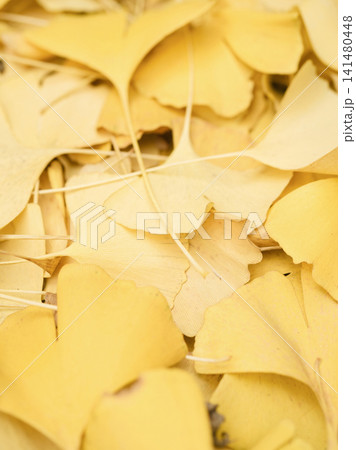 Close-up of fallen ginkgo leaves in autumn Close-up of fallen ginkgo leaves in autumn 141480448