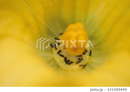 Ants Inside a Yellow Zucchini Flower Ants Inside a Yellow Zucchini Flower 141480449