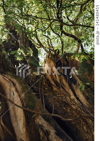 Ancient tree trunk with lush green foliage in a forest Ancient tree trunk with lush green foliage in a forest 141480455