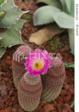Pink flowering cactus in red volcanic rock Pink flowering cactus in red volcanic rock 141480456