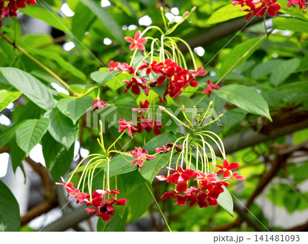 鮮やかなシクンシの花房 141481093