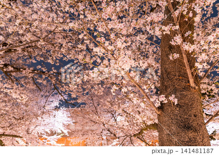 川越・新河岸川を彩る満開の夜桜 141481187