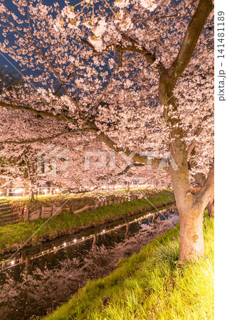 川越・新河岸川を彩る満開の夜桜 141481189