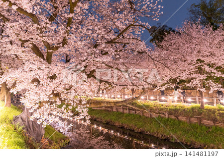 川越・新河岸川を彩る満開の夜桜 川越・新河岸川を彩る満開の夜桜 141481197