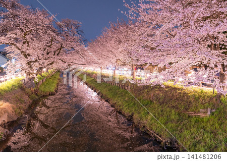 川越・新河岸川を彩る満開の夜桜 川越・新河岸川を彩る満開の夜桜 141481206