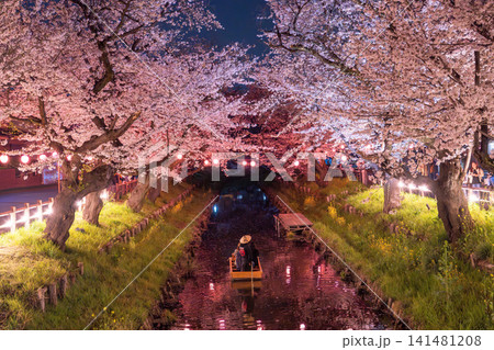 川越・新河岸川を彩る満開の夜桜 141481208