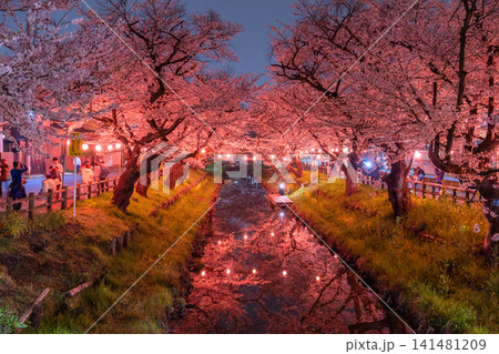 川越・新河岸川を彩る満開の夜桜 141481209