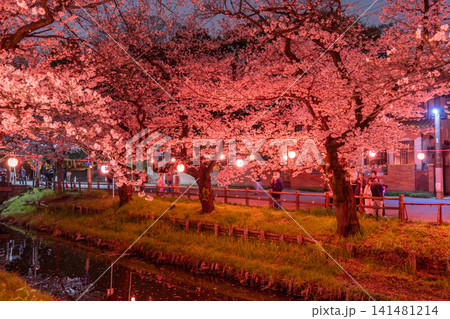川越・新河岸川を彩る満開の夜桜 川越・新河岸川を彩る満開の夜桜 141481214
