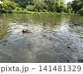 稲毛海浜公園の池に来た冬の渡り鳥オナガガモ 141481329