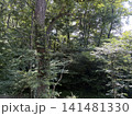 山の中にある道 141481330