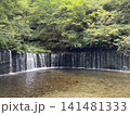 新緑に包まれた白糸の滝 141481333