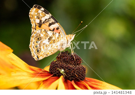 ルドベキアで吸蜜するヒメアカタテハのクローズアップ ルドベキアで吸蜜するヒメアカタテハのクローズアップ 141481348
