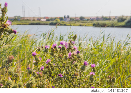 Blossoming thistle with pink flowers on brown background. Field with Silybum marianum (Milk Thistle) Blossoming thistle with pink flowers on brown background. Field with Silybum marianum (Milk Thistle) 141481367