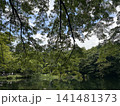 緑の木々に囲まれた池 141481373