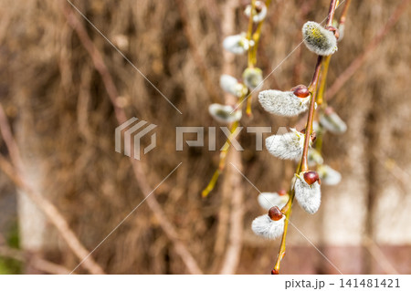 Willow branch with catkins. Spring concept. Spring background with pussy-willow branches with catkins Willow branch with catkins. Spring concept. Spring background with pussy-willow branches with catkins 141481421