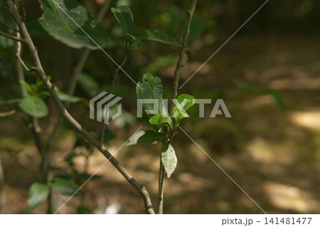 Close-up of Tea Plant with Green Leaves Close-up of Tea Plant with Green Leaves 141481477