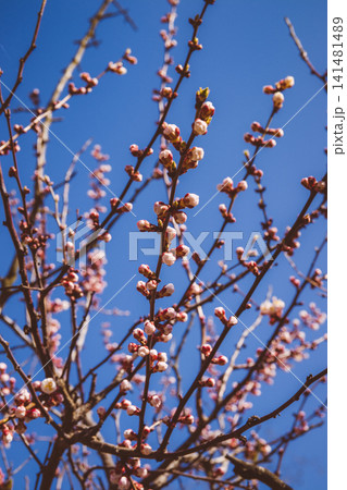 Beautiful pink peach tree flowers, opening and closed buds in blossom with deep colorful blue sky in early spring. Parts of the image are blurred due to shallow depth of field and large focal length Beautiful pink peach tree flowers, opening and closed buds in blossom with deep colorful blue sky in early spring. Parts of the image are blurred due to shallow depth of field and large focal length 141481489
