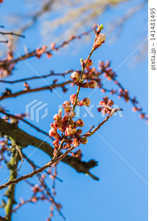 Beautiful floral spring abstract background of nature.Beautiful pink peach tree flowers, opening and closed buds in blossom with deep colorful blue sky in early spring. Beautiful floral spring abstract background of nature.Beautiful pink peach tree flowers, opening and closed buds in blossom with deep colorful blue sky in early spring. 141481495