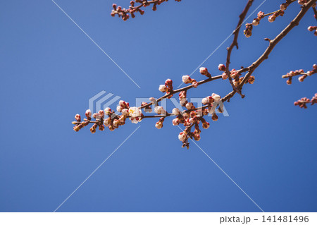 Beautiful pink peach tree flowers, opening and closed buds in bl Beautiful pink peach tree flowers, opening and closed buds in bl 141481496