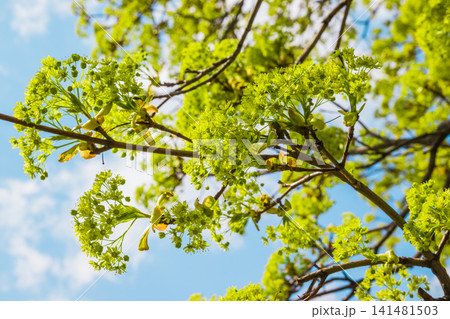 Blossoms on the branches of a Maple Tree in the spring with tender blue sky with white clouds in the background. Maple tree branches in bloom, springtime bright color green flowering plant Blossoms on the branches of a Maple Tree in the spring with tender blue sky with white clouds in the background. Maple tree branches in bloom, springtime bright color green flowering plant 141481503