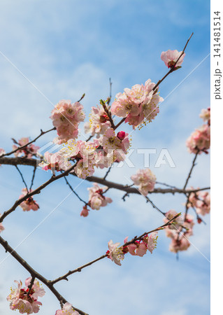 Beautiful floral spring abstract background of nature. Branches of blossoming apricot with soft focus on gentle light blue sky with white clouds background. For spring greeting cards. Beautiful floral spring abstract background of nature. Branches of blossoming apricot with soft focus on gentle light blue sky with white clouds background. For spring greeting cards. 141481514