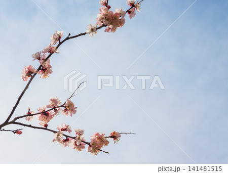 Beautiful floral spring abstract background of nature. Branches of blossoming apricot with soft focus on gentle light blue sky with white clouds background. For spring greeting cards. Beautiful floral spring abstract background of nature. Branches of blossoming apricot with soft focus on gentle light blue sky with white clouds background. For spring greeting cards. 141481515