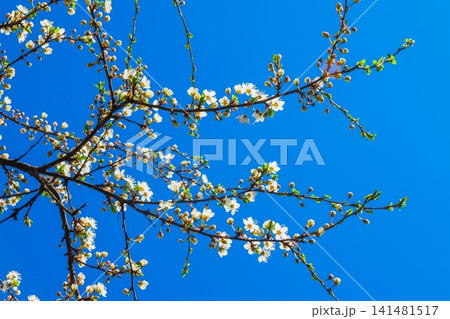 Spring white cherry blossom against blue sky. Spring cherry blossoms on blue background for postcard or banner. Beautiful floral spring abstract background of nature Spring white cherry blossom against blue sky. Spring cherry blossoms on blue background for postcard or banner. Beautiful floral spring abstract background of nature 141481517