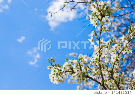 Spring white cherry blossom against blue sky. Spring cherry blossoms on blue background for postcard or banner. Beautiful floral spring abstract background of nature Spring white cherry blossom against blue sky. Spring cherry blossoms on blue background for postcard or banner. Beautiful floral spring abstract background of nature 141481534