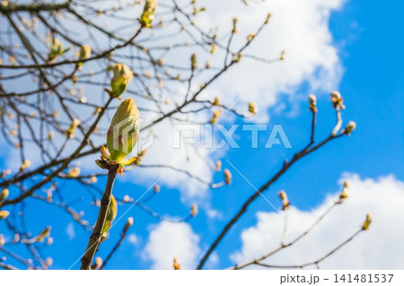 ?lose up bud of chestnut tree at early spring against blue sky with white clouds. Beautiful floral spring abstract background of naturea 141481537