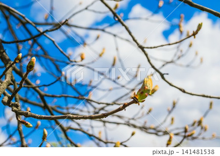 ?lose up bud of chestnut tree at early spring against blue sky with white clouds. Beautiful floral spring abstract background of naturea ?lose up bud of chestnut tree at early spring against blue sky with white clouds. Beautiful floral spring abstract background of naturea 141481538