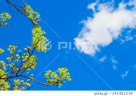 Beautiful floral spring abstract background of nature. Blossoms on the branches of a Maple Tree in the spring with tender blue sky with white clouds in the background. Maple tree branches in bloom 141481539
