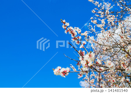Beautiful floral spring abstract background of nature. Branches of blossoming apricot with soft focus on gentle light blue sky with white clouds background. For spring greeting cards. 141481540