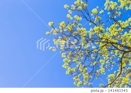 Beautiful floral spring abstract background of nature. Blossoms on the branches of a Maple Tree in the spring with tender blue sky with white clouds in the background. Maple tree branches in bloom Beautiful floral spring abstract background of nature. Blossoms on the branches of a Maple Tree in the spring with tender blue sky with white clouds in the background. Maple tree branches in bloom 141481543