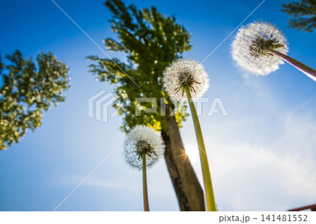 Dandelions on the background of the sky. View from the bottom up. The sun shines brightly. Green trees. Spring. Dandelions on the background of the sky. View from the bottom up. The sun shines brightly. Green trees. Spring. 141481552
