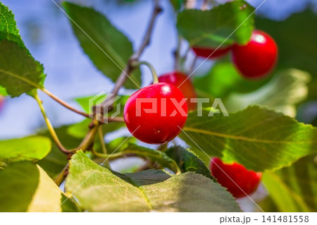 Red cherries ripen on the tree in summer, shallow depth of field, green leafs on background. Beautiful sunny day 141481558