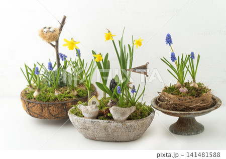水仙やムスカリの寄せ植え、鳥モチーフの球根ガーデンアレンジメント 水仙やムスカリの寄せ植え、鳥モチーフの球根ガーデンアレンジメント 141481588